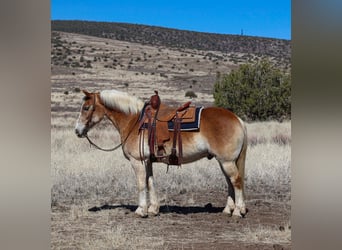 Haflinger, Caballo castrado, 12 años, 150 cm, Palomino