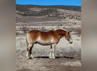 Haflinger, Caballo castrado, 12 años, 150 cm, Palomino