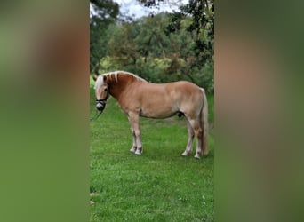 Haflinger, Caballo castrado, 12 años, 152 cm, Alazán