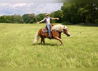 Haflinger, Caballo castrado, 12 años, 152 cm, Alazán rojizo