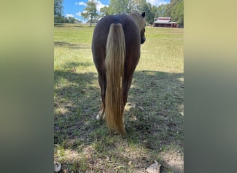 Haflinger, Caballo castrado, 12 años, Alazán rojizo