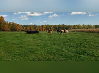 Haflinger, Caballo castrado, 12 años, Palomino