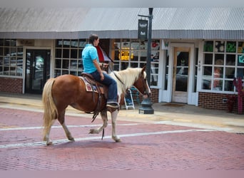 Haflinger, Caballo castrado, 12 años, Tobiano-todas las-capas