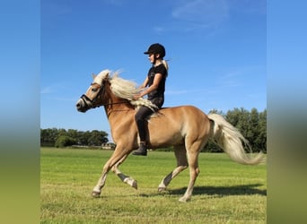 Haflinger, Caballo castrado, 13 años, 133 cm, Castaño claro
