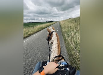 Haflinger, Caballo castrado, 13 años, 133 cm, Castaño claro