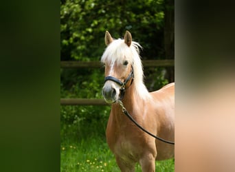 Haflinger, Caballo castrado, 13 años, 137 cm, Alazán