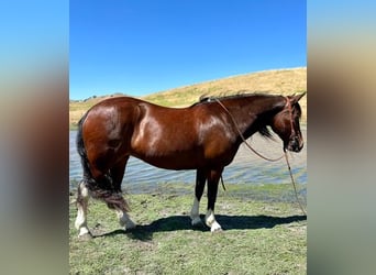 Haflinger, Caballo castrado, 13 años, 142 cm, Tobiano-todas las-capas