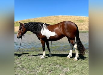 Haflinger, Caballo castrado, 13 años, 142 cm, Tobiano-todas las-capas