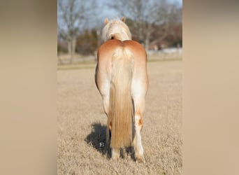 Haflinger, Caballo castrado, 13 años, 147 cm, Alazán-tostado