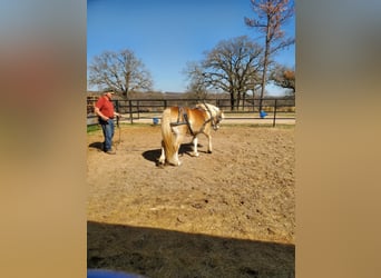 Haflinger, Caballo castrado, 13 años, 147 cm, Alazán-tostado