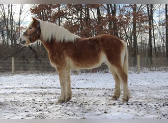 Haflinger, Caballo castrado, 13 años, 147 cm, Alazán-tostado