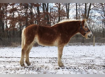 Haflinger, Caballo castrado, 13 años, 147 cm, Alazán-tostado