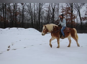 Haflinger, Caballo castrado, 13 años, 147 cm, Alazán-tostado