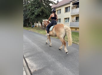 Haflinger, Caballo castrado, 13 años, 148 cm