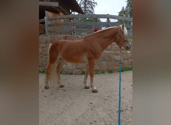 Haflinger, Caballo castrado, 13 años, 150 cm, Alazán