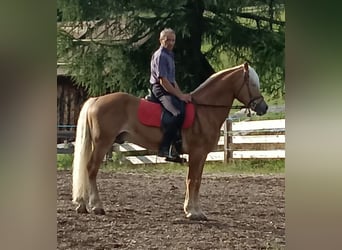 Haflinger, Caballo castrado, 13 años, 150 cm, Alazán