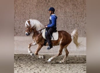 Haflinger, Caballo castrado, 13 años, 150 cm, Alazán