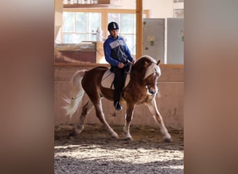 Haflinger, Caballo castrado, 13 años, 150 cm, Alazán