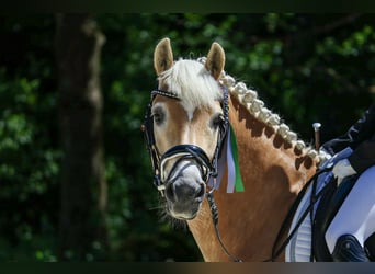 Haflinger, Caballo castrado, 13 años, 150 cm, Alazán