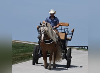 Haflinger, Caballo castrado, 13 años, 150 cm, Alazán rojizo