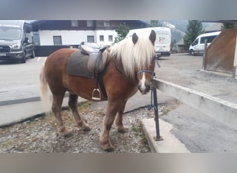 Haflinger, Caballo castrado, 13 años, 152 cm, Alazán-tostado