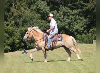 Haflinger, Caballo castrado, 13 años, Alazán-tostado