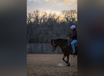 Haflinger, Caballo castrado, 14 años, 142 cm, Castaño rojizo