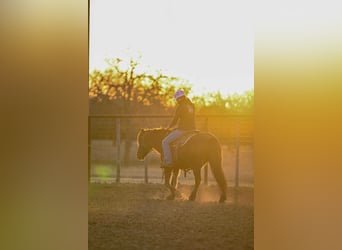 Haflinger, Caballo castrado, 14 años, 142 cm, Castaño rojizo