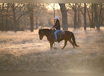 Haflinger, Caballo castrado, 14 años, 142 cm, Castaño rojizo