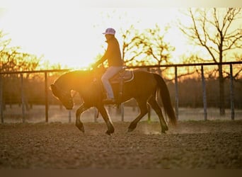 Haflinger, Caballo castrado, 14 años, 142 cm, Castaño rojizo