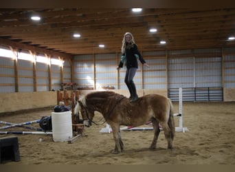 Haflinger, Caballo castrado, 14 años, 142 cm, Palomino