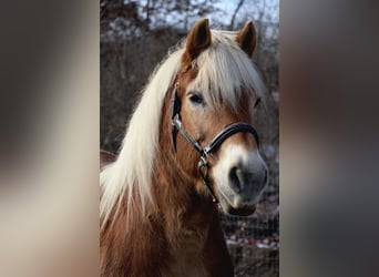 Haflinger, Caballo castrado, 14 años, 142 cm, Palomino