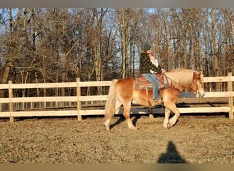 Haflinger, Caballo castrado, 14 años, 142 cm, Palomino