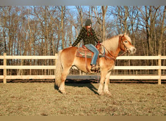 Haflinger, Caballo castrado, 14 años, 142 cm, Palomino