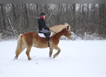 Haflinger, Caballo castrado, 14 años, 142 cm, Palomino