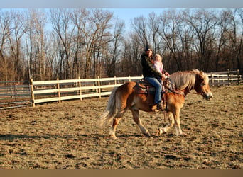 Haflinger, Caballo castrado, 14 años, 142 cm, Palomino