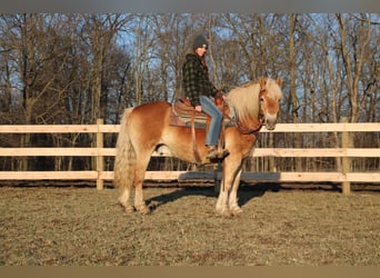 Haflinger, Caballo castrado, 14 años, 142 cm, Palomino