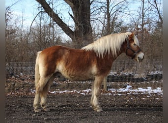 Haflinger, Caballo castrado, 14 años, 142 cm, Palomino