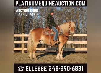 Haflinger, Caballo castrado, 14 años, 142 cm, Palomino