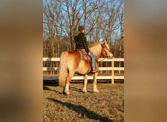 Haflinger, Caballo castrado, 14 años, 142 cm, Palomino