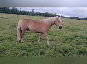 Haflinger, Caballo castrado, 14 años, 146 cm, Alazán