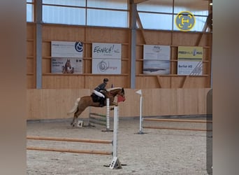 Haflinger, Caballo castrado, 14 años, 146 cm, Alazán