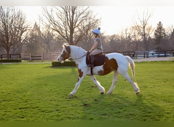 Haflinger, Caballo castrado, 14 años, 147 cm, Tobiano-todas las-capas