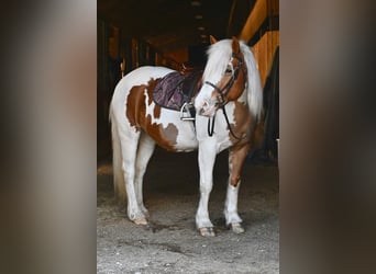 Haflinger, Caballo castrado, 14 años, 147 cm, Tobiano-todas las-capas