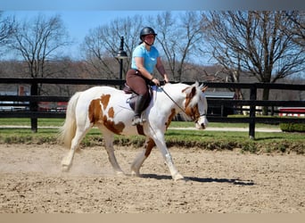 Haflinger, Caballo castrado, 14 años, 147 cm, Tobiano-todas las-capas