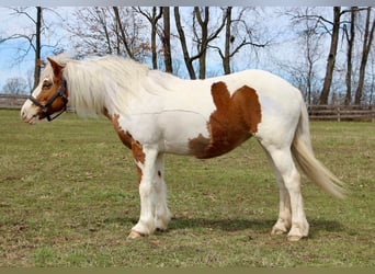 Haflinger, Caballo castrado, 14 años, 147 cm, Tobiano-todas las-capas