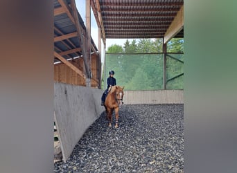 Haflinger Mestizo, Caballo castrado, 14 años, 148 cm, Alazán