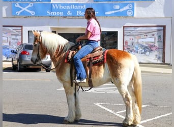 Haflinger, Caballo castrado, 14 años, 150 cm, Alazán rojizo