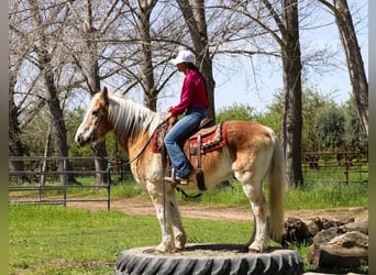 Haflinger, Caballo castrado, 14 años, 150 cm, Alazán rojizo