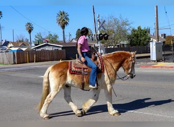 Haflinger, Caballo castrado, 14 años, 150 cm, Alazán rojizo